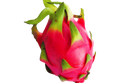 Dragon Fruits White XL 龙珠果白肉 【18pcs 】